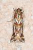 Acrobasis porphyrella